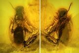 mm Fossil Wasp (Hymenoptera) In Baltic Amber #123406-1